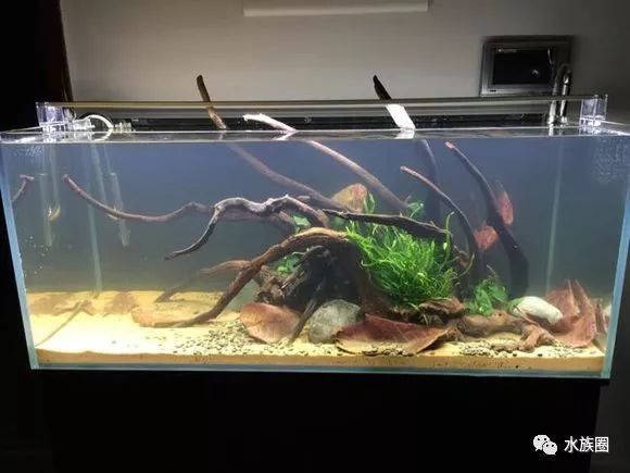 大師魚缸造景圖：大師級的魚缸造景應該具備哪些要素和技巧？