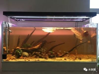 大師魚缸造景圖：大師級的魚缸造景應該具備哪些要素和技巧？