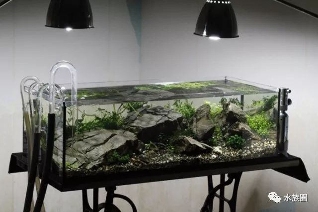 大師魚缸造景圖：大師級的魚缸造景應該具備哪些要素和技巧？