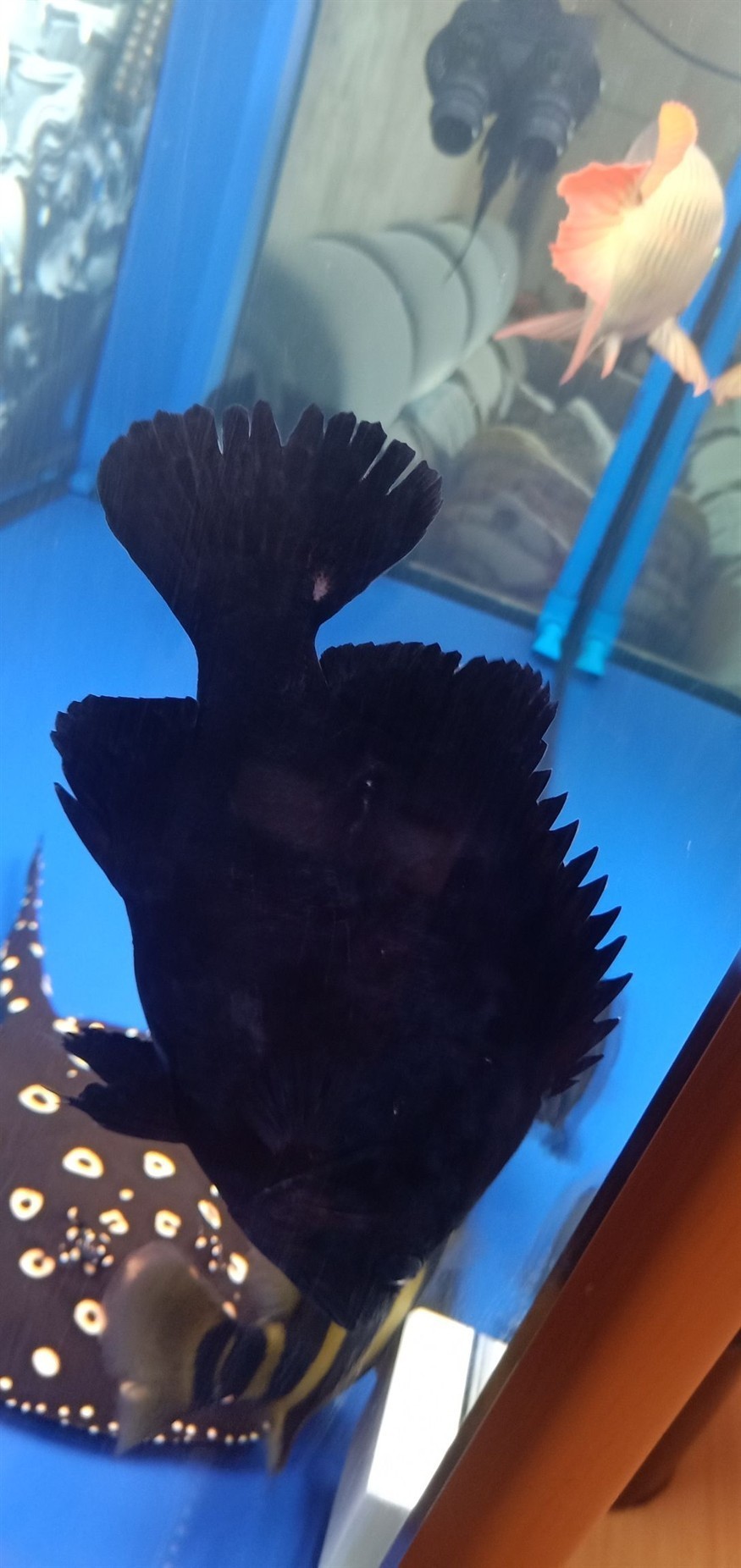 虎魚身上變得發黑看上去還有一層白霧