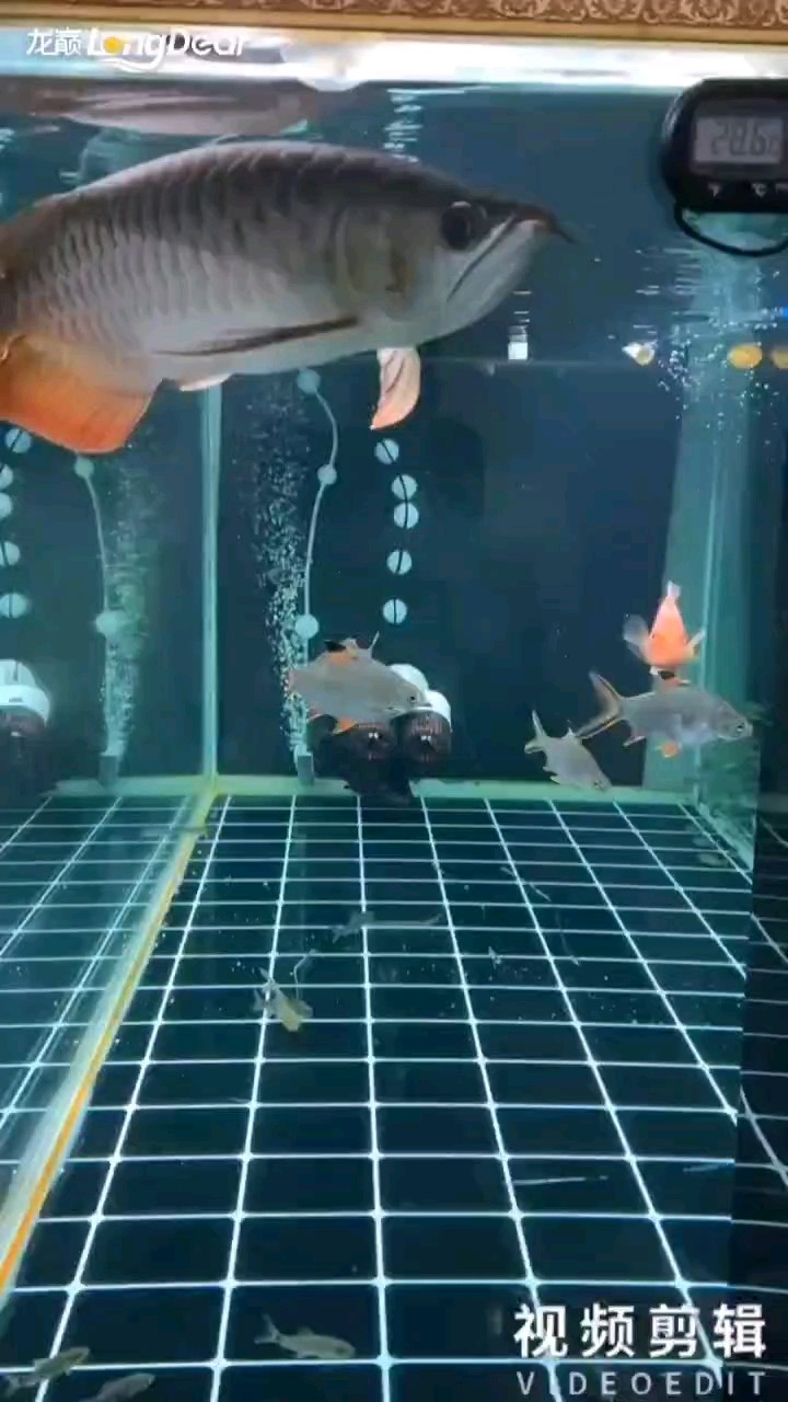 轉發195 轉發195 龍魚論壇