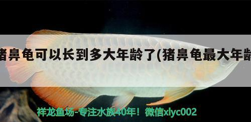 豬鼻龜可以長(zhǎng)到多大年齡了(豬鼻龜最大年齡)