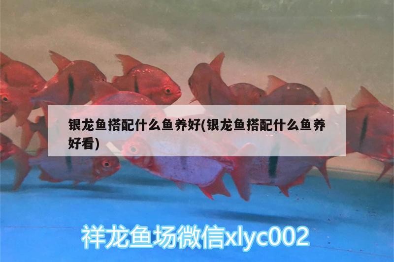 銀龍魚搭配什么魚養好(銀龍魚搭配什么魚養好看)