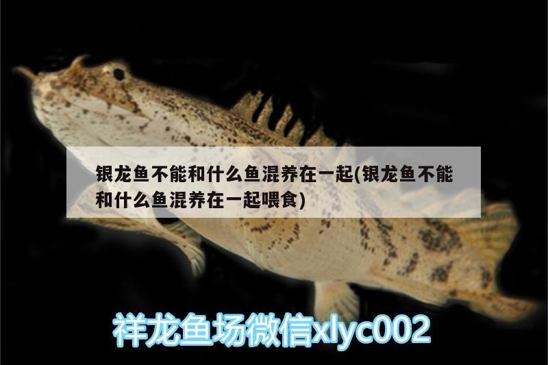 銀龍魚不能和什么魚混養(yǎng)在一起(銀龍魚不能和什么魚混養(yǎng)在一起喂食)
