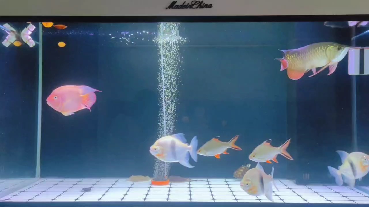 小金龍成長記第 228