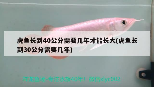 龍魚 虎魚長到40公分需要幾年才能長大(虎魚長到30公分需要幾年) 虎魚百科 虎魚長到40公分需要幾年才能長大(虎魚長到30公分需要幾年) 虎魚長到40公分需要幾年才能長大(虎魚長到30公分需要幾年) 虎魚百科