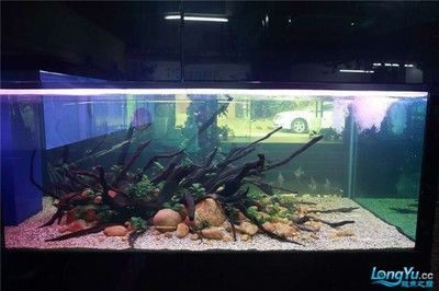 大型生態魚缸造景：大型生態魚缸的選擇