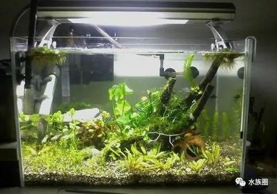 大型生態魚缸造景：大型生態魚缸的選擇