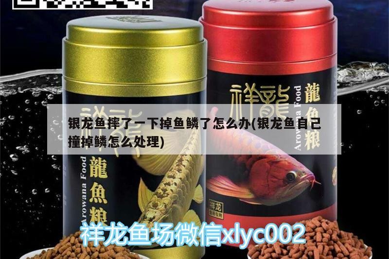銀龍魚摔了一下掉魚鱗了怎么辦(銀龍魚自己撞掉鱗怎么處理)