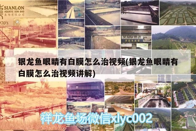 銀龍魚眼睛有白膜怎么治視頻(銀龍魚眼睛有白膜怎么治視頻講解)
