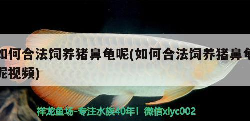 如何合法飼養豬鼻龜呢(如何合法飼養豬鼻龜呢視頻)