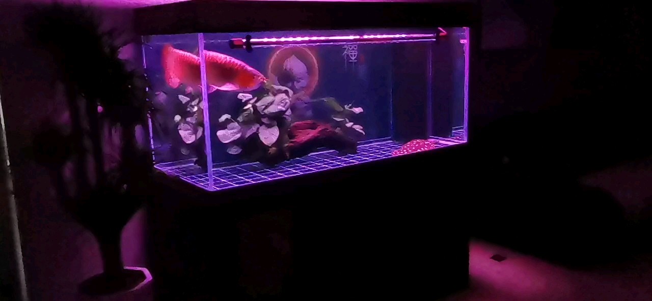 魚缸過濾器選購指南:自制魚缸過濾器魚缸上置過濾器對于養魚愛好者的必備知識 周四快樂 龍魚論壇 周四快樂 周四快樂 龍魚論壇