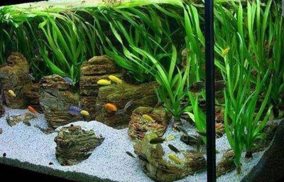 貴陽市烏當區名佳水族館（貴陽市烏當區名佳水族館電話）