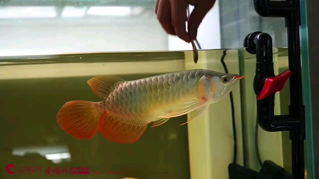 翹頭小紅龍