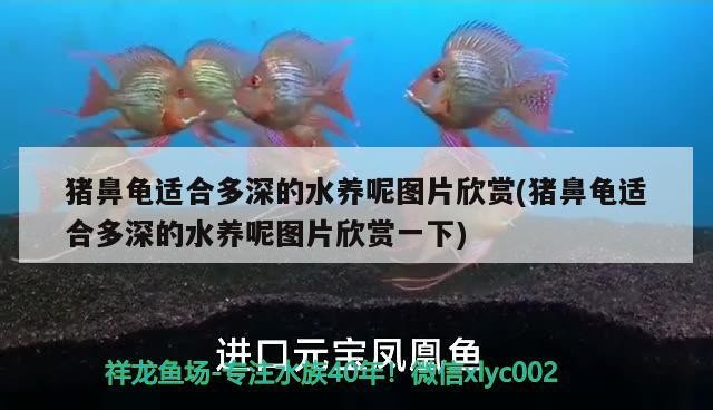 豬鼻龜適合多深的水養呢圖片欣賞(豬鼻龜適合多深的水養呢圖片欣賞一下)