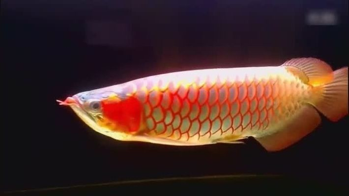 賽級紅龍魚什么意思