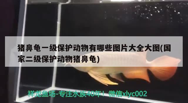 豬鼻龜一級保護(hù)動(dòng)物有哪些圖片大全大圖(國家二級保護(hù)動(dòng)物豬鼻龜)