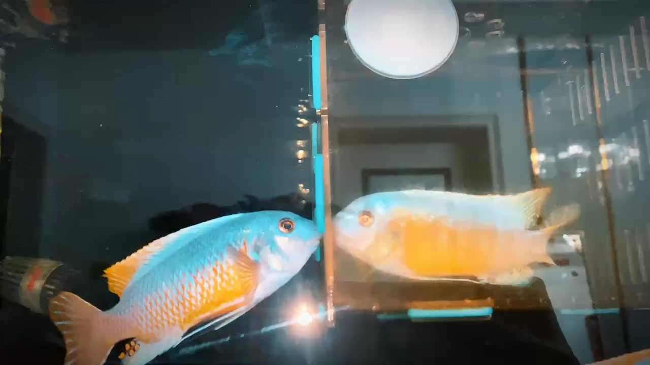 三湖慈鯛