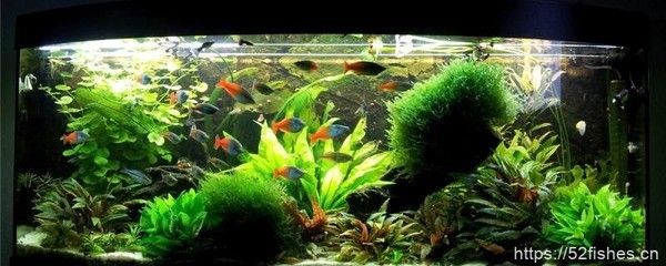 有哪些藥物可以治療銀龍魚嘴唇撞裂，哪些藥物可以治療銀龍魚嘴唇撞裂？