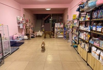 大瀝哪里有魚缸買賣店呢：佛山市南海區大瀝鎮多家店鋪提供魚缸買賣服務