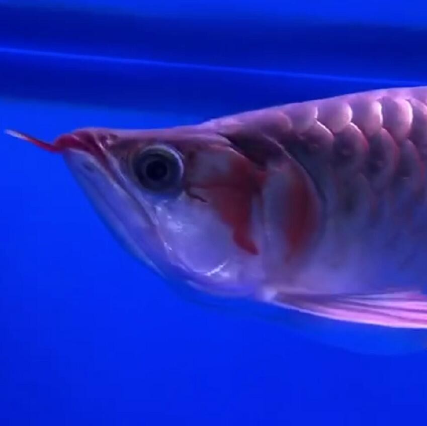 港務(wù)區(qū)水族館商家跟我說(shuō)是黃卡為什么是灰色的？