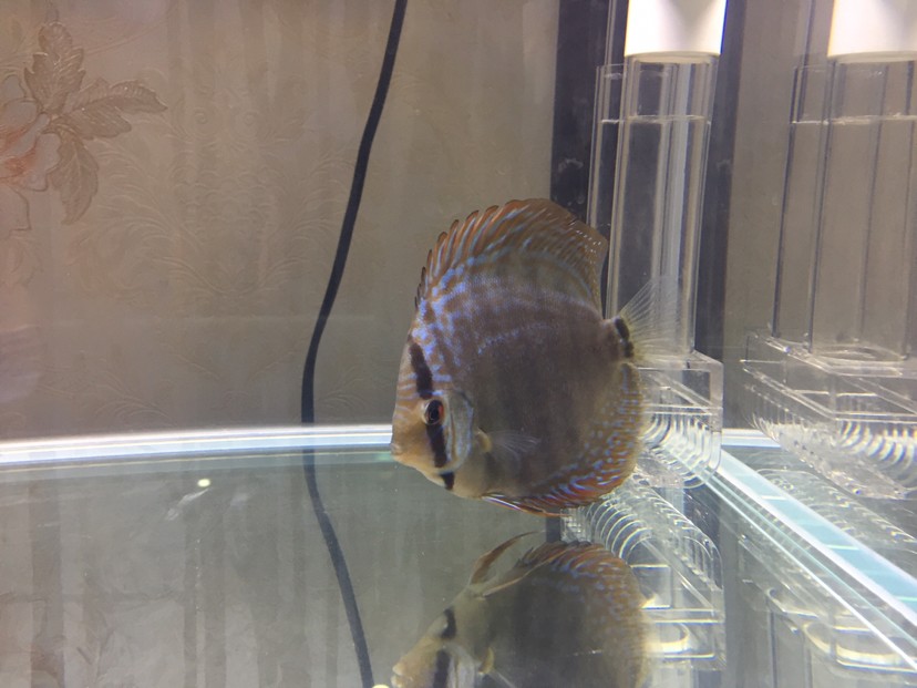 港務(wù)區(qū)水族館商家跟我說(shuō)是黃卡為什么是灰色的？