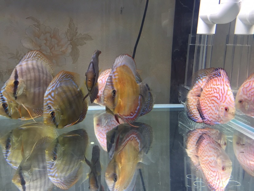 港務(wù)區(qū)水族館商家跟我說(shuō)是黃卡為什么是灰色的？