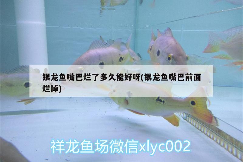 銀龍魚嘴巴爛了多久能好呀(銀龍魚嘴巴前面爛掉)
