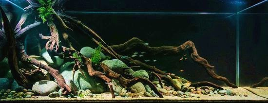 大蘇打魚缸水渾濁變澄清的原因是什么：大蘇打在魚缸中的應用