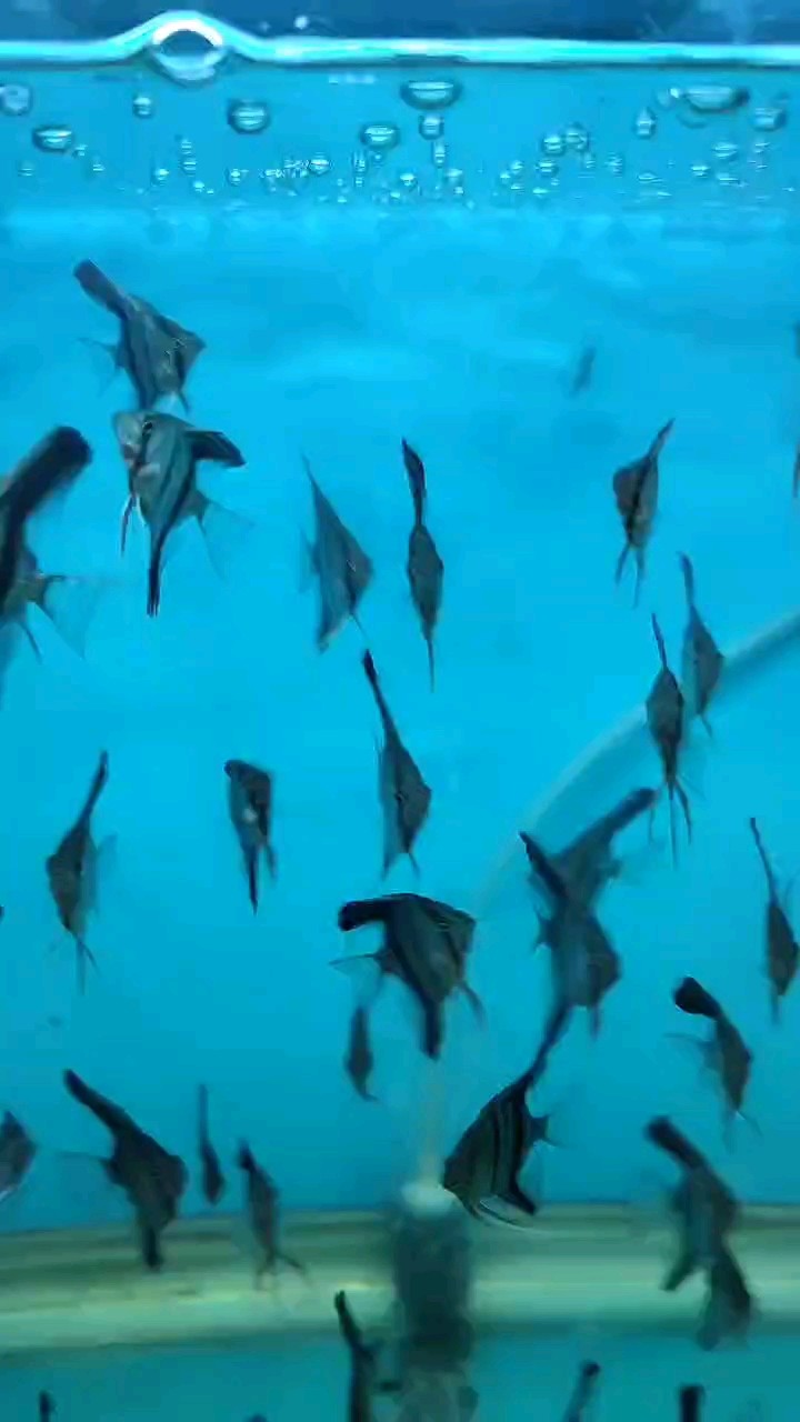 伊莎貝爾魚苗3厘米左右，自來水繁殖一元一條。
