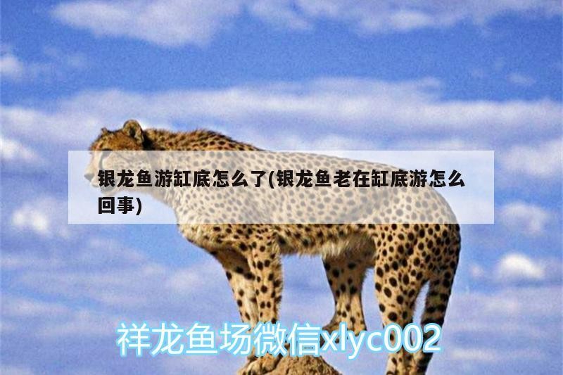 銀龍魚(yú)游缸底怎么了(銀龍魚(yú)老在缸底游怎么回事)
