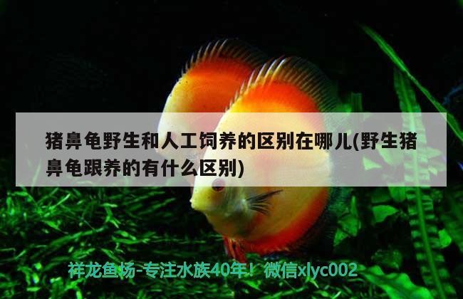 豬鼻龜野生和人工飼養的區別在哪兒(野生豬鼻龜跟養的有什么區別)