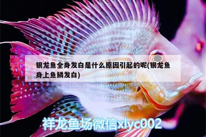 銀龍魚全身發白是什么原因引起的呢(銀龍魚身上魚鱗發白)