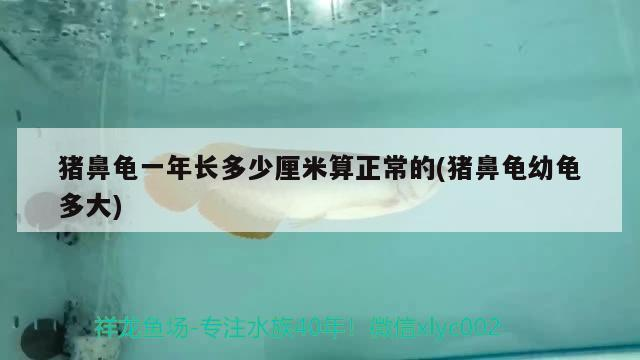 豬鼻龜一年長多少厘米算正常的(豬鼻龜幼龜多大)