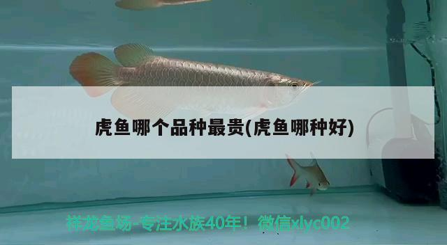 虎魚哪個品種最貴(虎魚哪種好)
