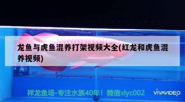 龍魚與虎魚混養打架視頻大全(紅龍和虎魚混養視頻)
