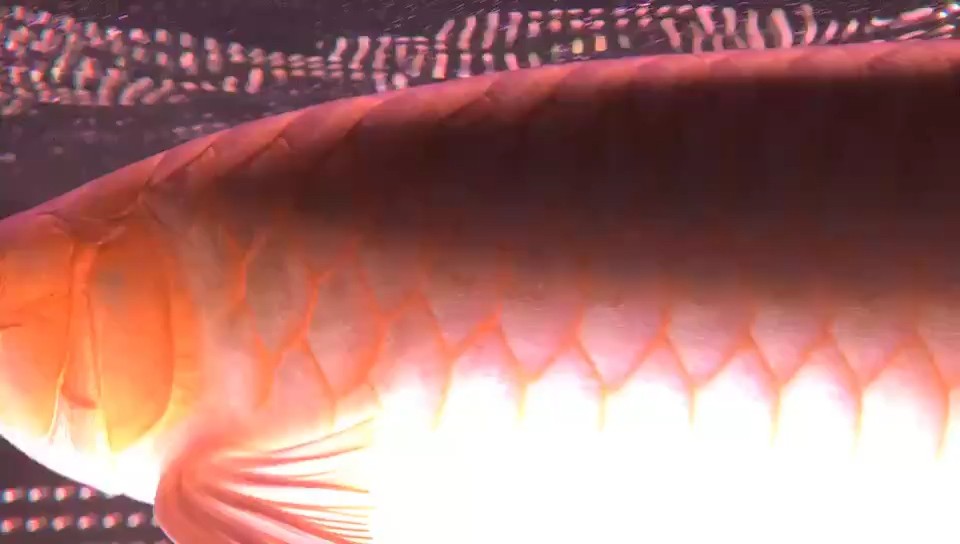 偶爾看看魚