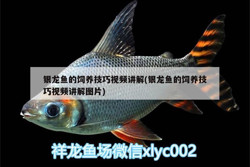 銀龍魚的飼養技巧視頻講解(銀龍魚的飼養技巧視頻講解圖片)