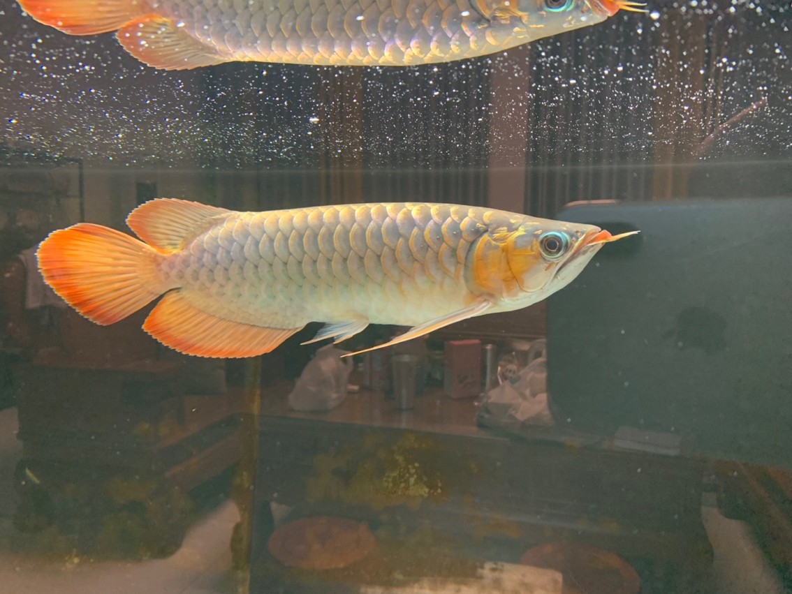 海南剛降溫27度，終于可以開始上色了