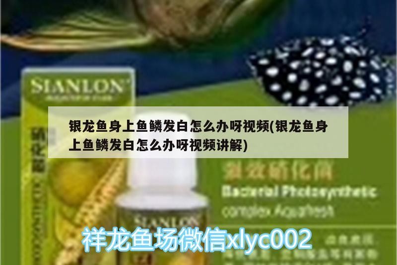 銀龍魚身上魚鱗發白怎么辦呀視頻(銀龍魚身上魚鱗發白怎么辦呀視頻講解)