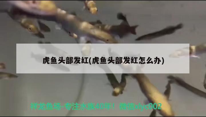 虎魚頭部發紅(虎魚頭部發紅怎么辦)
