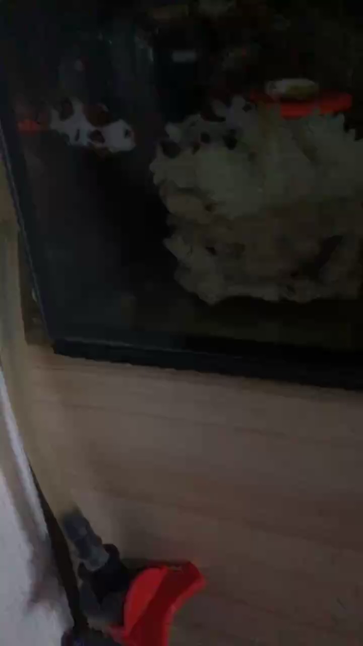 觀察倆小丑鉆海葵，就來回蹭不鉆，