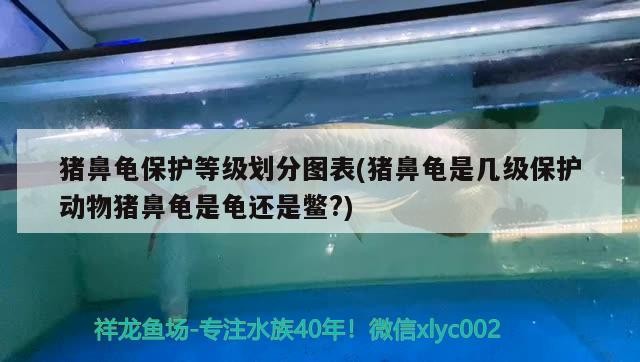 豬鼻龜保護等級劃分圖表(豬鼻龜是幾級保護動物豬鼻龜是龜還是鱉?)