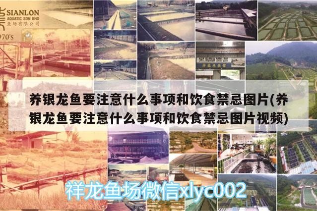 養銀龍魚要注意什么事項和飲食禁忌圖片(養銀龍魚要注意什么事項和飲食禁忌圖片視頻)