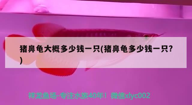 豬鼻龜大概多少錢一只(豬鼻龜多少錢一只?)