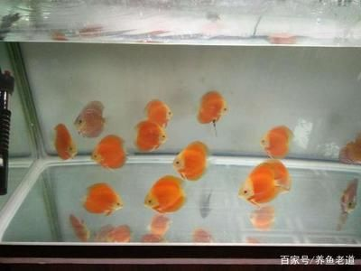 森森智能魚缸的功能缺點（森森智能魚缸怎么樣）