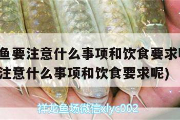 養銀龍魚要注意什么事項和飲食要求呢(養銀龍魚要注意什么事項和飲食要求呢)
