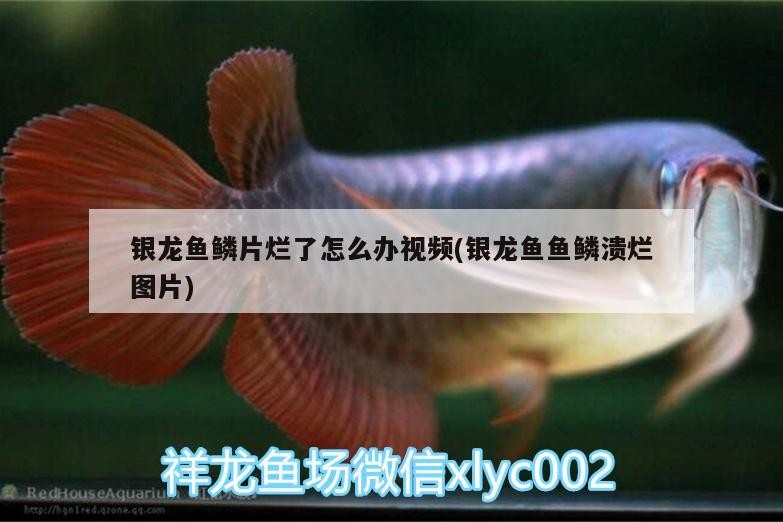 銀龍魚鱗片爛了怎么辦視頻(銀龍魚魚鱗潰爛圖片)