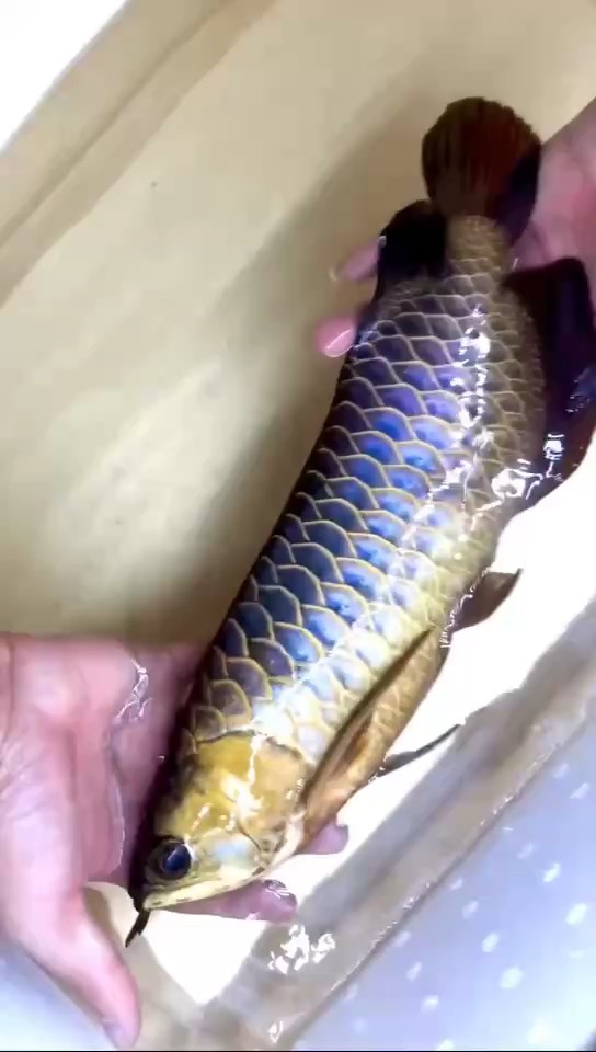 賽級野生魚 古典金龍