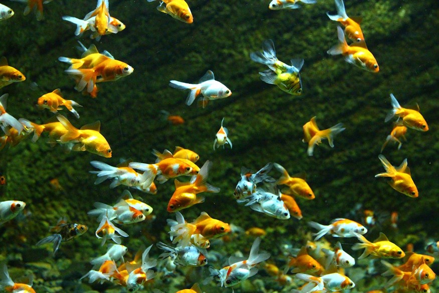 金魚(yú)的雅稱（金魚(yú)俗稱什么）